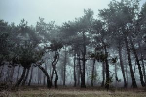 Нэнси - Ах, туман, туман ― Сайт бесплатных фонограмм "Караоке по-русски"